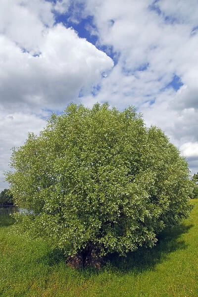 White Willow (Salix alba), Mecklenburg Elbe Valley Nature Park, UNESCO Elbe River Landscape Biosphere Reserve, Mecklenburg-Western Pomerania, Germany, Europe