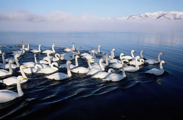 Whooper swans (Cygnus cygnus) in water, Hokkaido, Japan