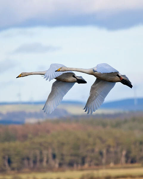 Whooper swans in formation flying