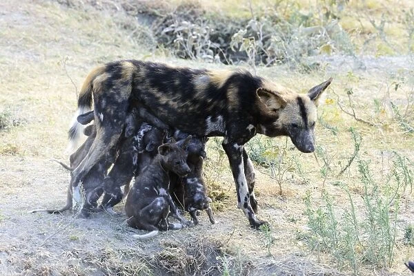 Wild dog (Lycaon pictus) nursing puppies, Ngorongoro Crater Conservation Area