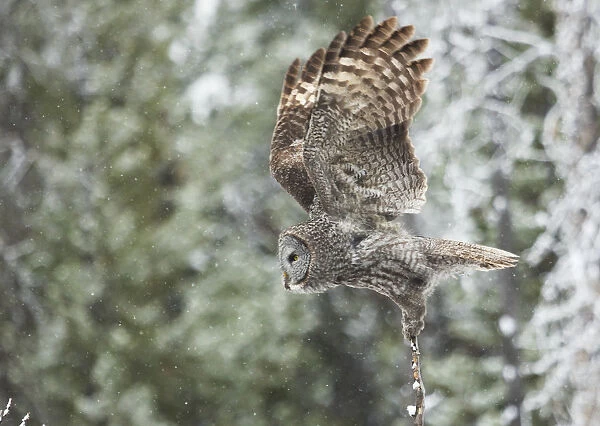 Wings up. A great grey owl takes off from a small perch where he was actively listening