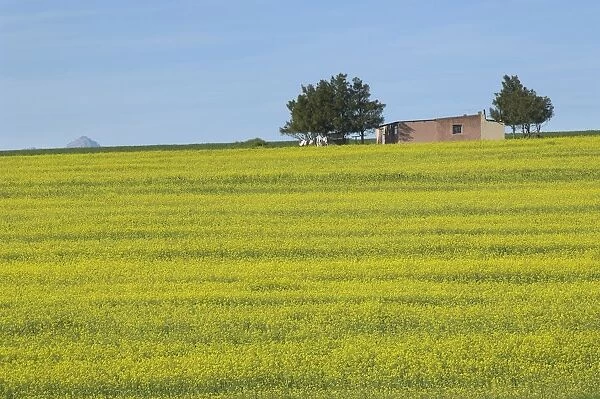 Workers Cottage on a Hill Covered in Canola
