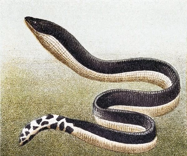Yellow-bellied sea snake( Hydrophis platurus)