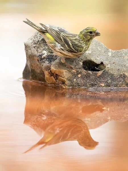 Yellowhammer bird species, (Emberiza citrinella ), perched on a rock drinking, reflected in water