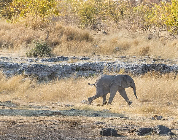 Young African Elephant -Loxodonta africana-, calf walking near the Nuamses waterhole, Etosha National Park, Namibia