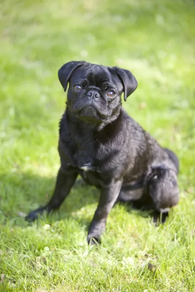 Prints of Young black male pug