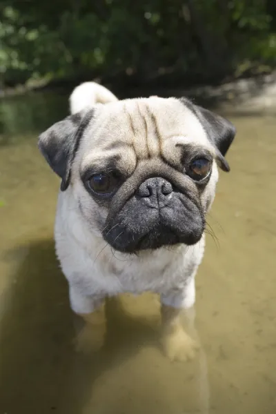Male pug shop