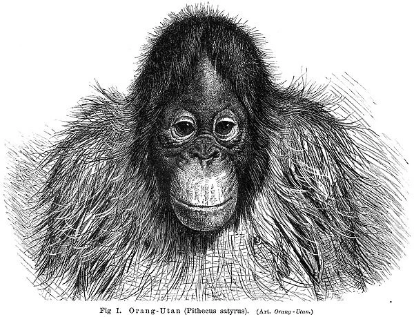 Young orangutan engraving 1895
