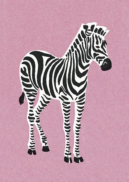 Zebra on Pink Background