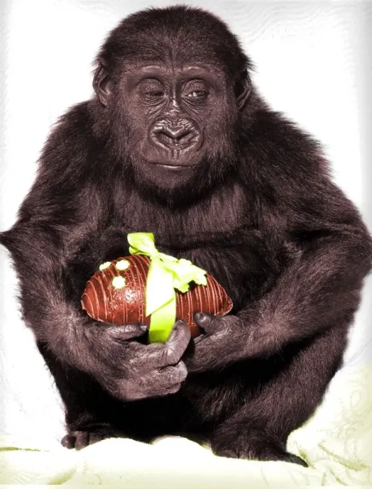 Framed Print : Gorilla Print with Easter Egg Framed Print : Gorilla Print with Easter Egg