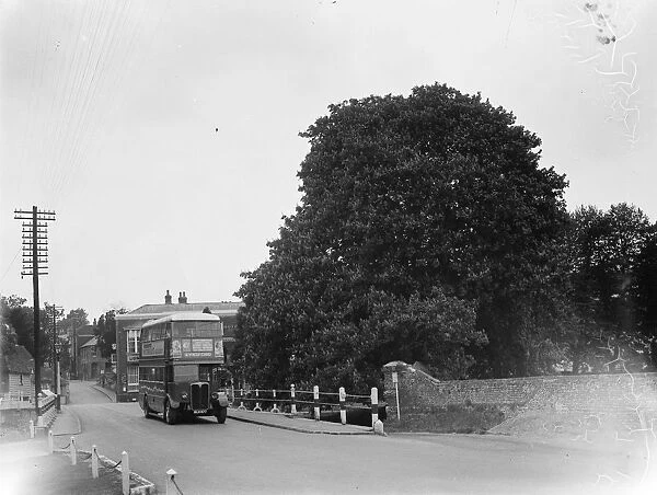 Chestnut trees on the roadside in Farningham, Kent. 1935