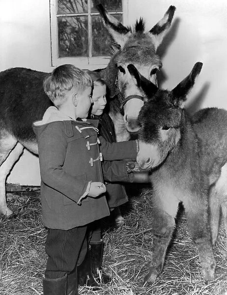 Donkey - born a few days before Christmas - a most unusual time for baby donkeys
