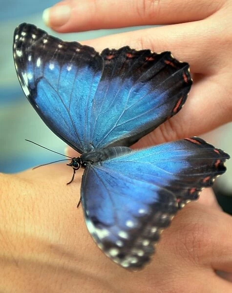 A visitor holds a Peleides Blue Morpho (Morpho Peleides) butterfly originary