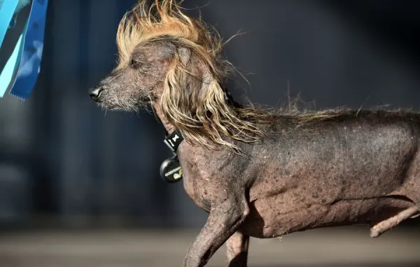 AFP Print: Zsa Zsa Wins World's Ugliest Dog Art