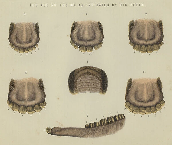 The age of the ox as indicated by his teeth (colour litho)