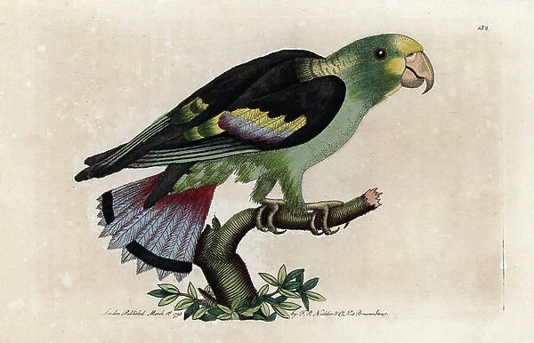 All has seven colors. Signed illustration N (Frederick Nodder). Copper engraving by Frederick Polydor Nodder (1751-1801), for the naturalist collection, published in 1793 by George Shaw