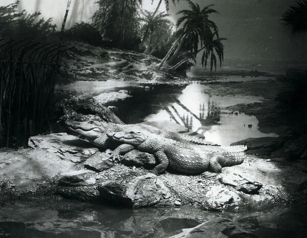 Two Alligators, in a panorama setting, at London Zoo in June 1927 (b  /  w photo)