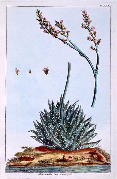 Aloe, illustration from Collection Precieuse et Enluminee Des Floura
