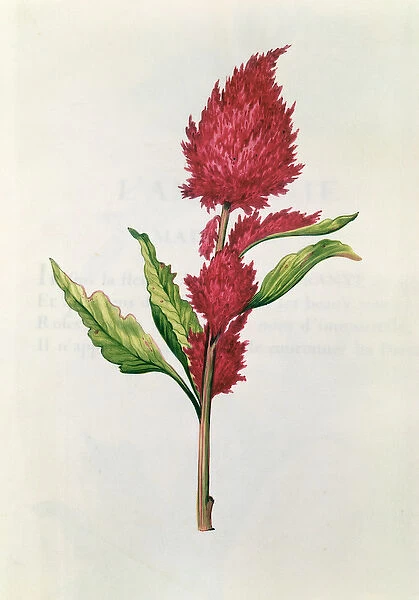 Amaranthus, from La Guirlande de Julie, c. 1642 (w  /  c on vellum)