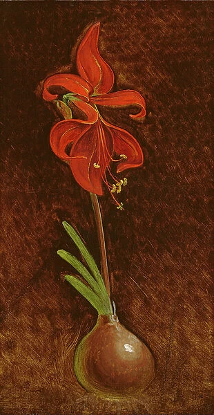 Amaryllis Formosissima, 1808 (oil on canvas)