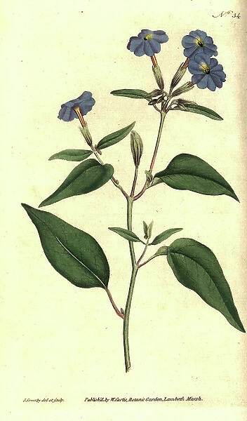 American browallie - Jamaican forget-me-not, amethyst flower, or bush violet, Browallia americana (Tall browallia, Browallia elata). Handcolured copperplate engraving and botanical illustration by James Sowerby from William Curtis