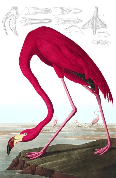 American Flamingo, Phoenicopterus Ruber, from 'The Birds of America'by John J