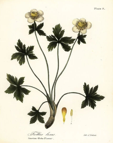 American globe flower or American spreading globeflower, Trollius laxus