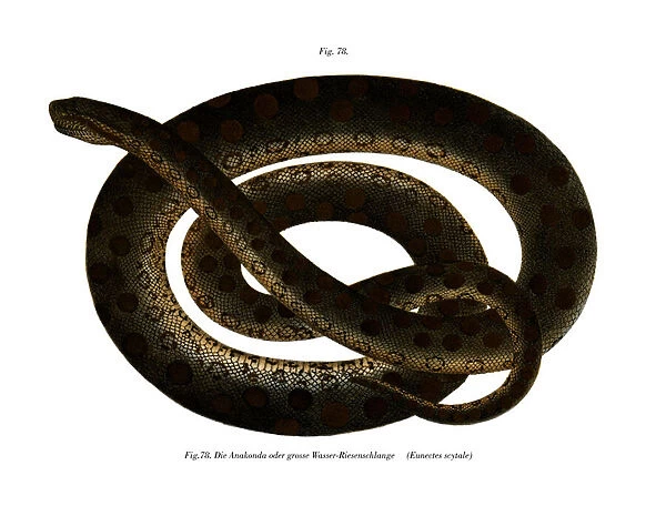 Anaconda (colour litho)