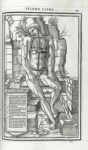 Anatomical illustration, 1546 (woodcut)