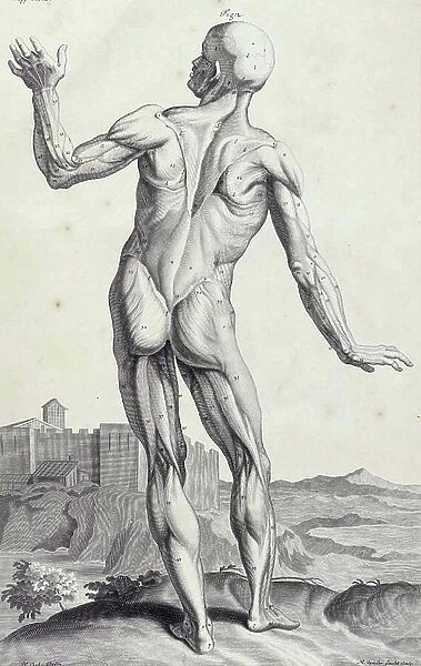 The Anatomy of Human Bodies, 1698 (engraving)