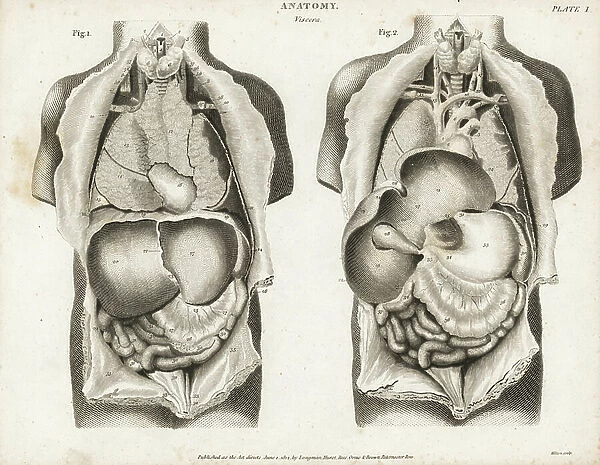 Anatomy of human internal organs from the back showing stomach, liver, intestines, gallbladder, etc. Copperplate engraving by Milton from Abraham Rees Cyclopedia or Universal Dictionary of Arts, Sciences and Literature, Longman, Hurst, Rees