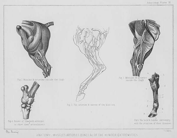 Anatomy, muscles arteries, bones etc of the hinder extremities (litho)