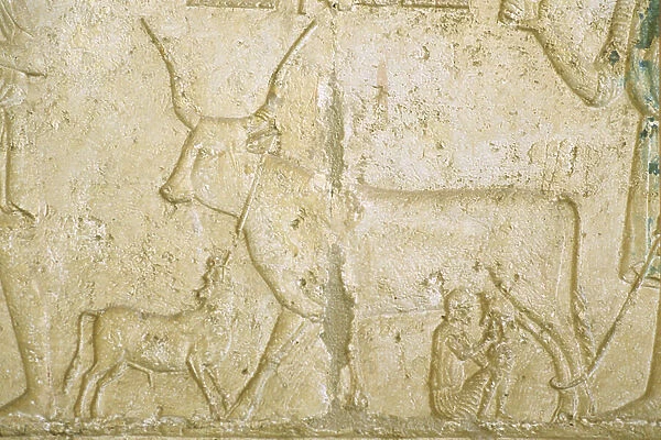 Ancient Egypt, Wall carving, Petosiris Tomb, Tuna el Gebel, 300 BC, Milking acow (photo)