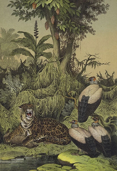 Animals and plants of New Granada, South America (colour litho)