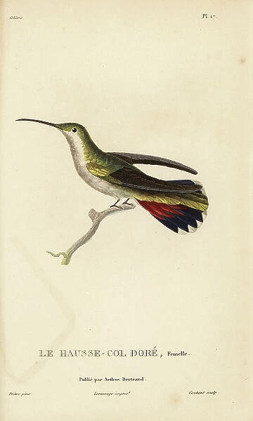 Antillean mango, Anthracothorax dominicus aurulentus (Trochilus aurulentus). Female. Handcolored steel engraving by Coutant after an illustration by Jean-Gabriel Pretre from Rene Primevere Lesson's Natural History of the Colibri Genus of