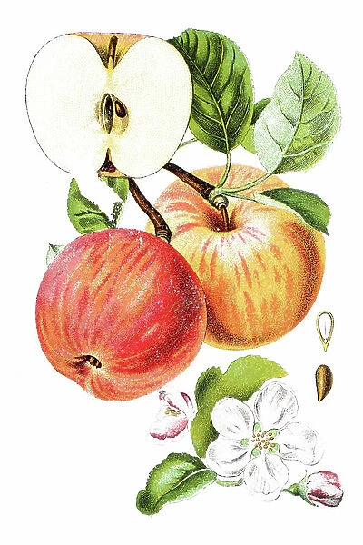 Apple - Apple (malus), useful plant, historical chromolithography, about 1870