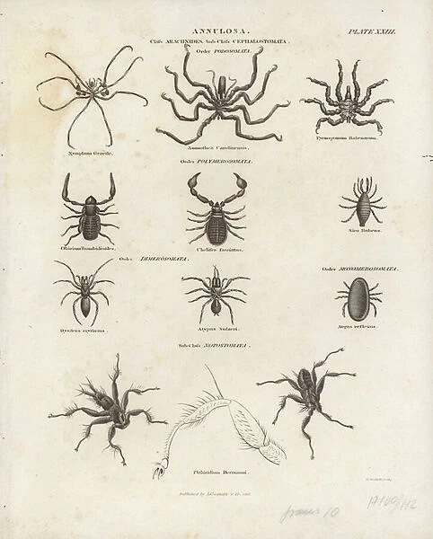 Arachnides (engraving)