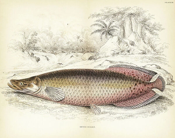 Arapaima, Arapaima gigas (Gigantic sudis, Sudis gigas). Handcoloured steel engraving by W.H. Lizars after an illustration by James Stewart from Robert Schomburg's Fishes of Guiana, part of Sir William Jardine's Naturalist's Library: Ichthyology