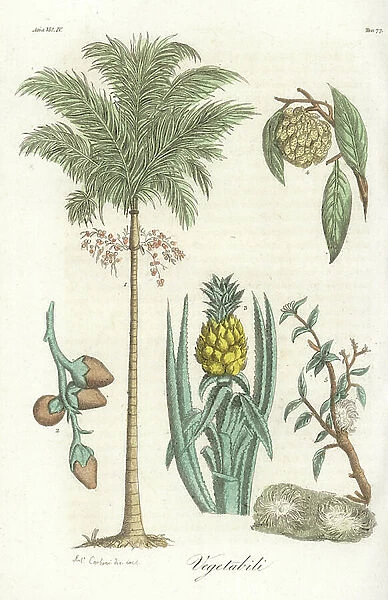 Areca palm tree, Dypsis lutescens 1, pineapple, pineapple comosus 3, and jackfruit, Artocarpus heterophyllus 4. Handcoloured copperplate drawn and engraved by Antonio Carboni from Giulio Ferrario's Ancient
