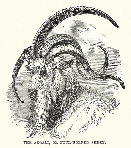 The argali, or four-horned sheep (engraving)
