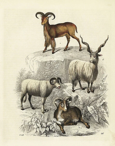 Argali, Ovis ammon 1, sheep, Ovis aries 2, Racka sheep, Ovis aries strepsiceros hungaricus 3, and Barbary sheep, Ammotragus lervia 4. Handcoloured lithograph from Carl Hoffmann's Book of the World, Stuttgart, 1849