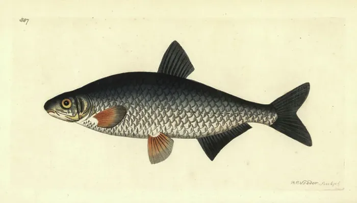 Framed Print : Vimba Bream Print, 1809 Framed Print : Vimba Bream Print, 1809