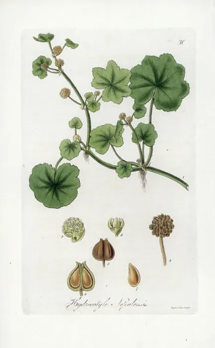 Framed Print : Java Umbel - Lithograph Print