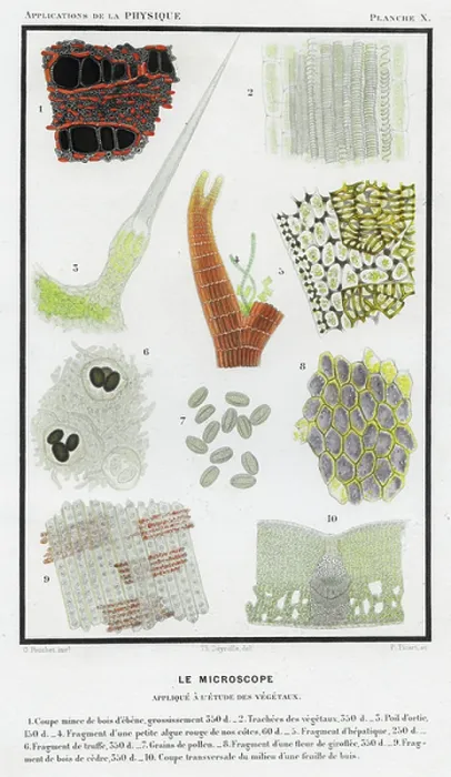 Framed Print : Vegetable Microscopic Print, 1874