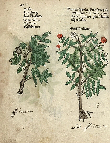 Ash tree, Fraxinus species. Handcoloured woodblock engraving of a botanical illustration from Adam Lonicer's Krauterbuch, or Herbal, Frankfurt, 1557. This from a 17th century pirate edition or atlas of illustrations only, with captions in Latin