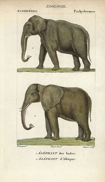 Asian elephant and African savannah elephant - Lithography, illustration by Jean Gabriel Pretre (1780-1885) edited by Pierre Jean Francois Turpin (1775-1840), extracted from the 'Dictionary of Natural Sciences' by Frederic Cuvier, Paris, France