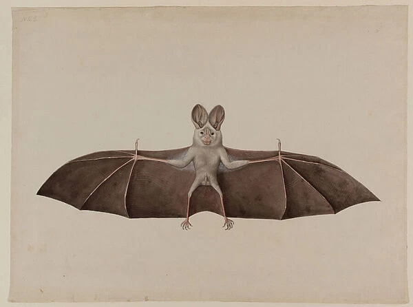Asian Lesser False Vampire Bat, c. 1790 (w  /  c on paper)