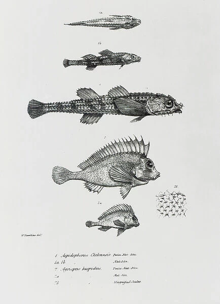 Aspidophorus Chiloensis and Agriopus Hispidus, plate 7 from The Zoology of the Voyage of H