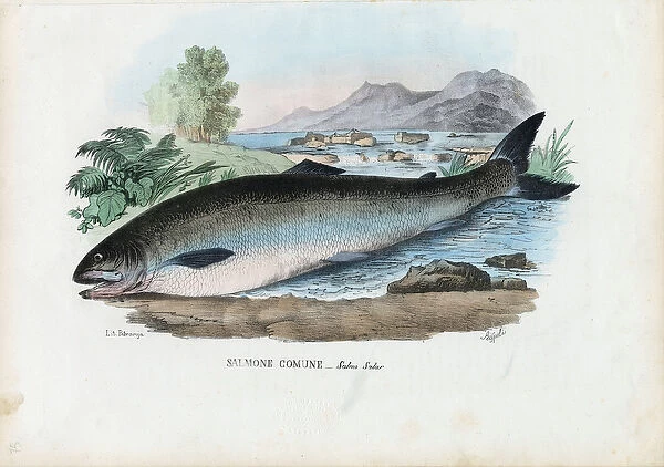 Atlantic Salmon, 1863-79 (colour litho)
