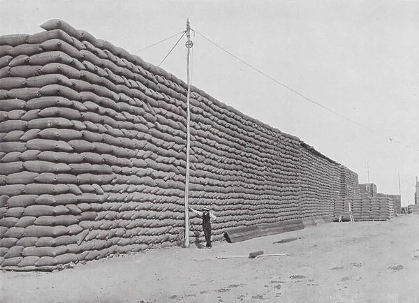 Australia: 125, 000 Bags of Wheat in Stack at Outport, South Australia, waiting Shipment (b  /  w photo)